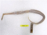 藏品(馬鞭魚)的圖片